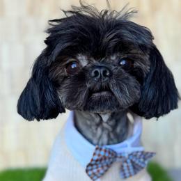 Afro - Shih Tzu