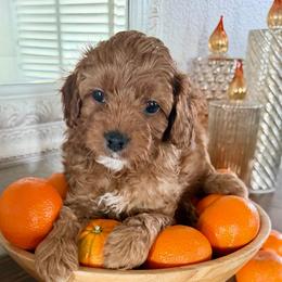 Mr. Green - Red male Cavapoo puppy in Nampa,, Idaho from Clig Doodle Days