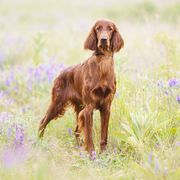 Soleil - Irish Setter