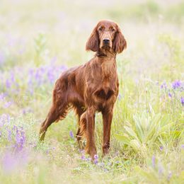 Soleil - Irish Setter