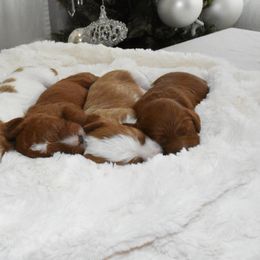 Cavapoo Puppies from Coastal Cavapoos