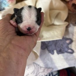 Winston - Black and white male Boston Terrier puppy in Alabama from Southern Bulldogs
