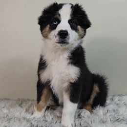 Juniper - Black tri-color female Australian Shepherd puppy in Waddell, Arizona from Whimsical Aussies