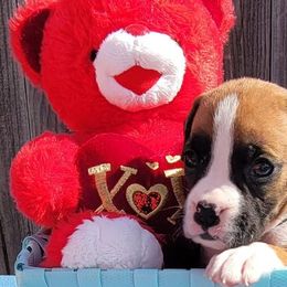Boxers from Cerise's Boxers