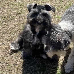 Miniature Schnauzer Puppies from Sugarbaby Kennel