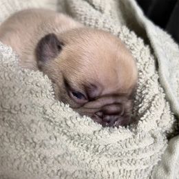 Singleton - Fawn female French Bulldog puppy in Clinton, Tennessee from Firefield’s Frenchies