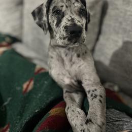 Great Dane Puppies from Ashli’s Great Danes