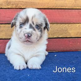 Jones - Blue merle and white male American Corgi puppy in Shawnee, Oklahoma from Sunray Ranch