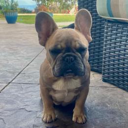 Lola - Blue fawn female French Bulldog puppy in Perris, California from Queenbeebullies
