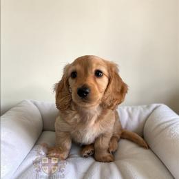 Ron AKC PET ONLY - Red male Dachshund puppy in Miami, Florida from Haus Ernand Dachshunds