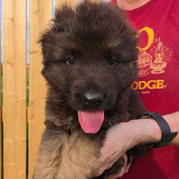 Signal - Black and red male German Shepherd puppy in Columbus, Indiana from Stony Lonesome GSD