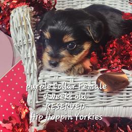 Yorkshire Terrier Puppies from Hip Hoppin Yorkies