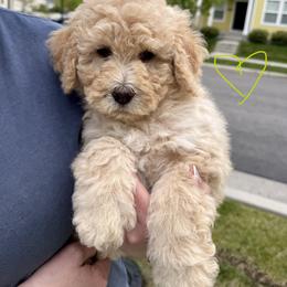 Bernedoodle, Cavalier King Charles Spaniel, and Poodle Puppies from Ellas.Pups (Bernedoodles & Cavapoos)