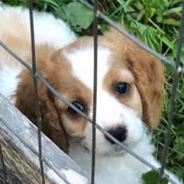 Cavapoos from East Coast Oodle Pups