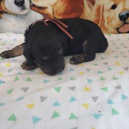 Dexter - Phantom male Poodle puppy in Cleburne, Texas from Lone Star Standard Poodles LLC