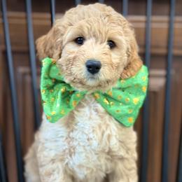 Miss Turquoise - Apricot female Australian Labradoodle puppy in Wake Forest, North Carolina from Lucky Country Labradoodles
