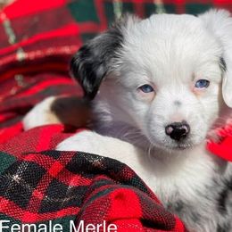 Girl 3 - Blue merle Miniature Australian Shepherd puppy in Sour Lake, Texas from Flyin M Aussies