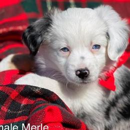 Girl 3 - Blue merle Miniature Australian Shepherd puppy in Sour Lake, Texas from Flyin M Aussies