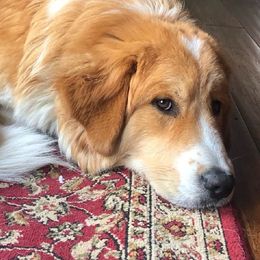 Companion Crosses from Great Bernese tails and trails