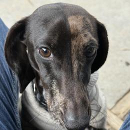 Tee - Dachshund