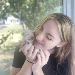 Hunter - White and black Dalmatian puppy in Clinton, Missouri from Dalmatia BnB