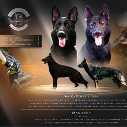 German Shepherd puppies from Würdighaus Kennels