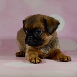 Winnie's Boy - Smooth Coat - Red male Brussels Griffon puppy in Naples, Florida from Cougartown Kennel