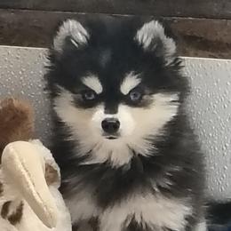 Alaskan Klee Kai, Pugs, and Shiba Inu from khshibas-khpugs