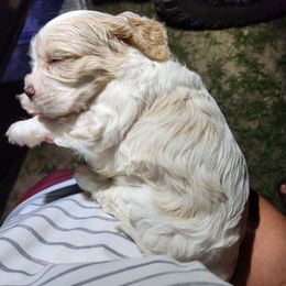 Cocker Spaniel Puppies from Gates Cocker Spaniels