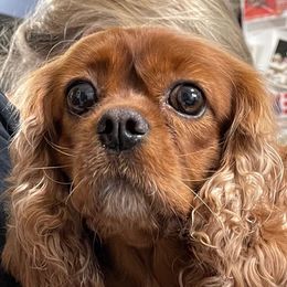Pebbles - Cavalier King Charles Spaniel