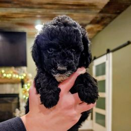 Pickles - Phantom male Goldendoodle puppy in Forest, Ohio from Mini Doodle Buddies