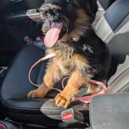 German Shepherd Puppies from League of Shepherds