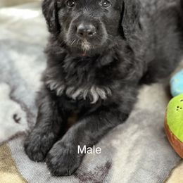 Bernedoodle Puppies from East Coast Bernedoodles