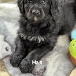 Bernedoodle Puppies from East Coast Bernedoodles