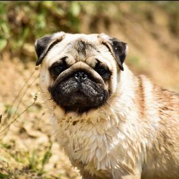 Merlin - Pug