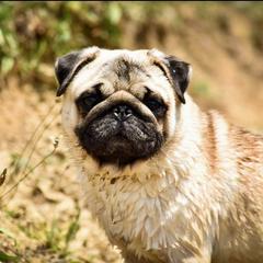 Merlin - Pug