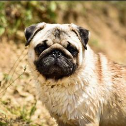 Merlin - Pug