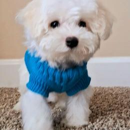 Maltipoo Puppies from Little Cupcakes and Little Pumpkins Maltipoos