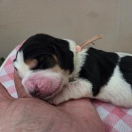 Girl 1 - Black white and brown female Basset Hound puppy in Denison, Texas from Emma Lou's Baby Bassets