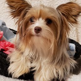 Yorkshire Terriers from Mandy's Miracles