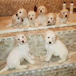 Goldendoodle Puppies from Lesia's Goldendoodles