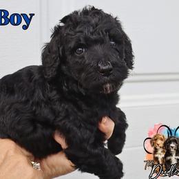 Blue Boy - Black male Bernedoodle puppy in Enfield, Connecticut from Sweet Connecticut Doodles