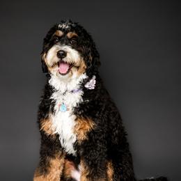 Maui - Bernedoodle