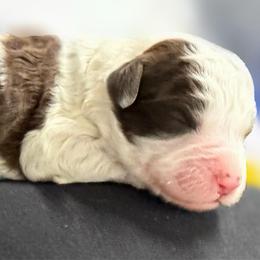 Bernie - Black and white male Bernedoodle puppy in Willacoochee, Georgia from Kitandkboodle's Doodles