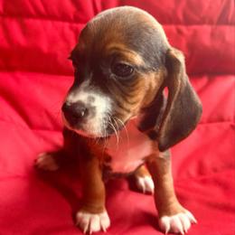 Pocket Beagle Denver - Black tan and white male Beagle puppy in Gentry, Arkansas from HC Puppy Ranch