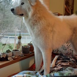 Great Pyrenees All Grown Up from The Yosemite Pyrenees Ranch