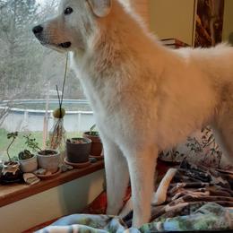 Great Pyrenees All Grown Up from The Yosemite Pyrenees Ranch