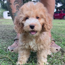 Tilly with Training - Red and white female Cockapoo puppy in Boonville, North Carolina from Doods & Dolls