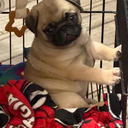 Rocket - Fawn male Pug puppy in Lakeland, Florida from Tenpennypups