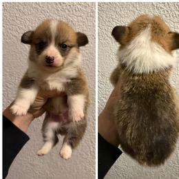 Boy 4 - Red male Pembroke Welsh Corgi puppy in Helmville, Montana from Calie’s Corgis